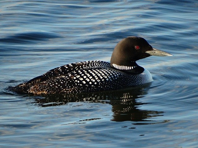 loon-2244461_640.jpg