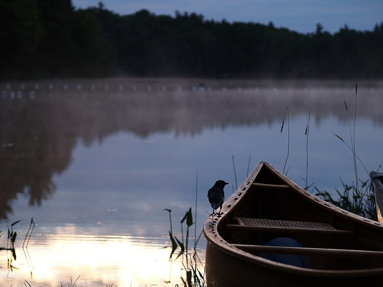 Tailing A Loon Doesn't Make You Crazy - #qotw