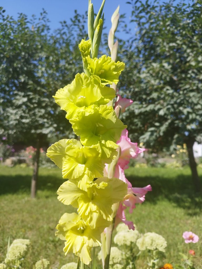 Зображення WhatsApp, дата_ 2025-08-18 о 16.02.23_c478940a.jpg