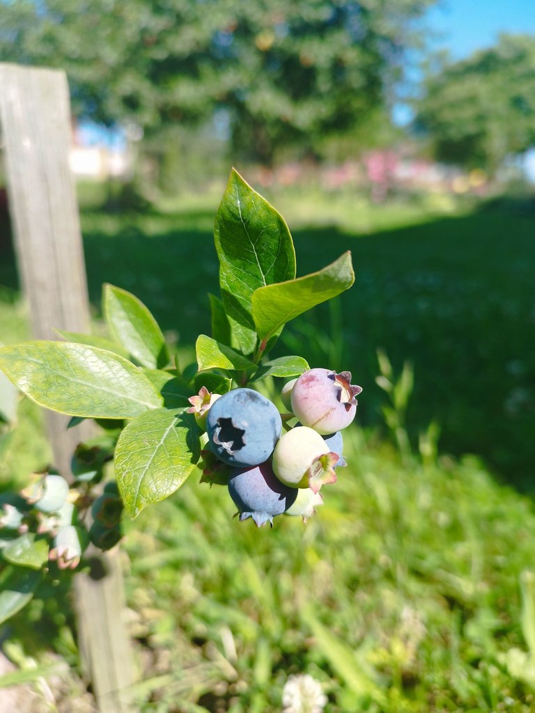 IMG_20250626_100405.jpg
