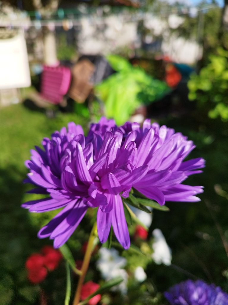 IMG_20250824_181849.jpg