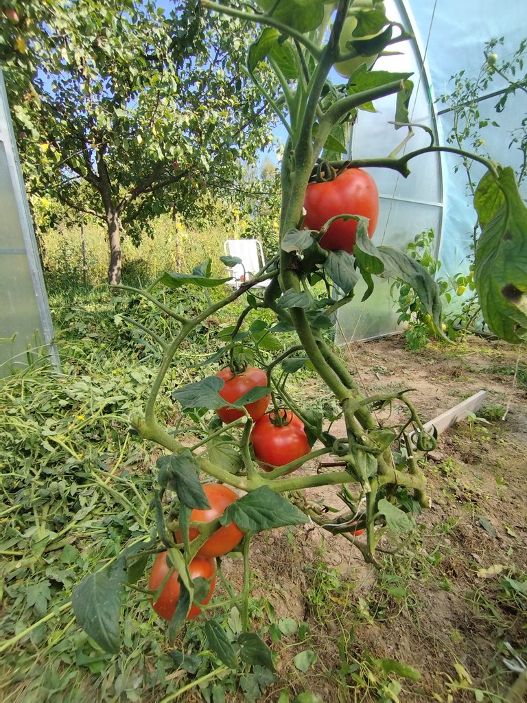 IMG_20250905_115324.jpg