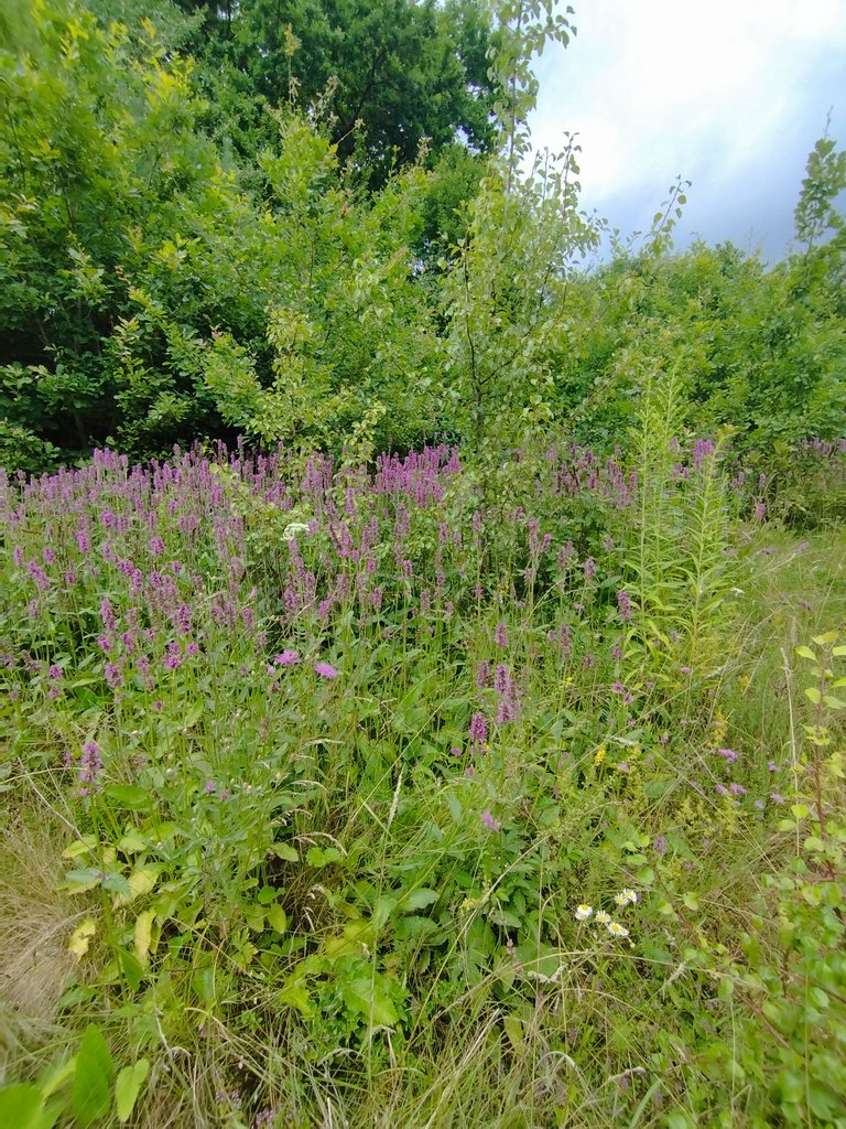 IMG_20250720_134139.jpg
