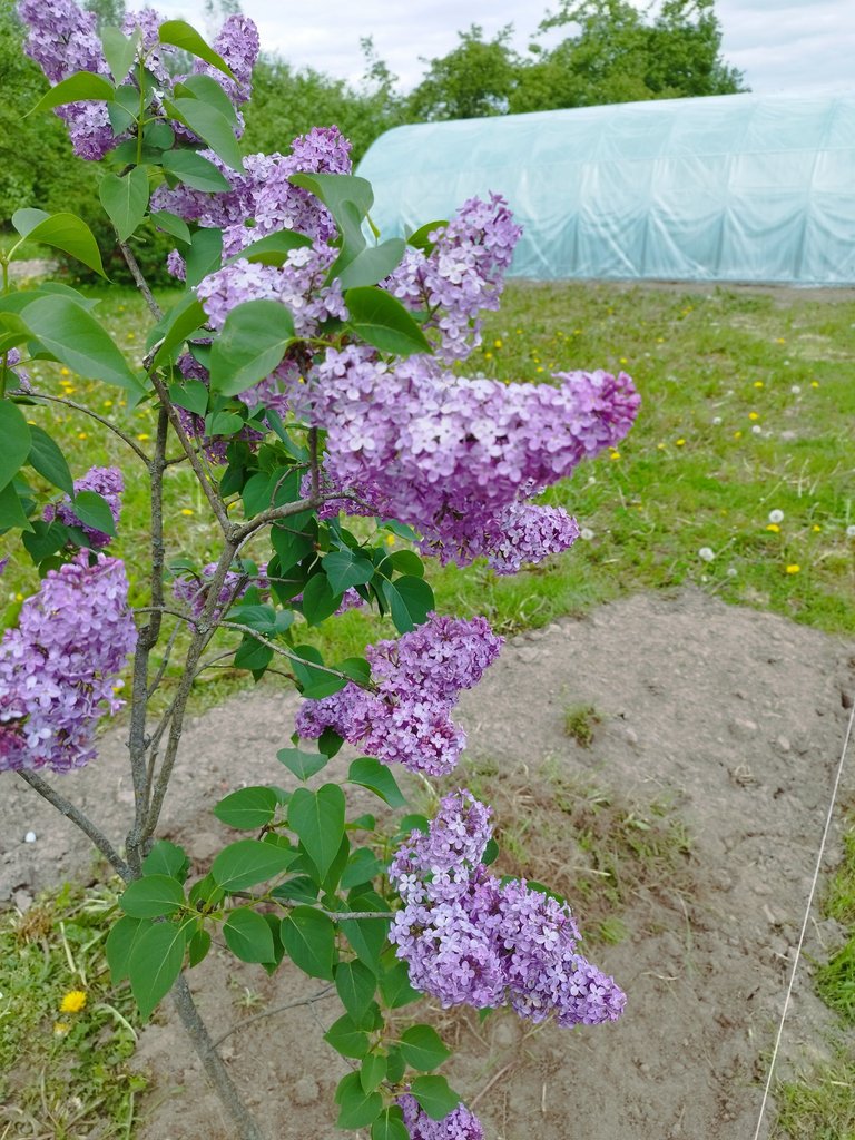 IMG_20250507_151003.jpg