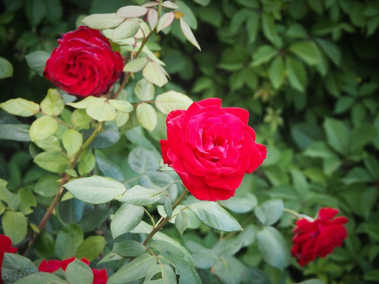 красиві троянди 3.jpg