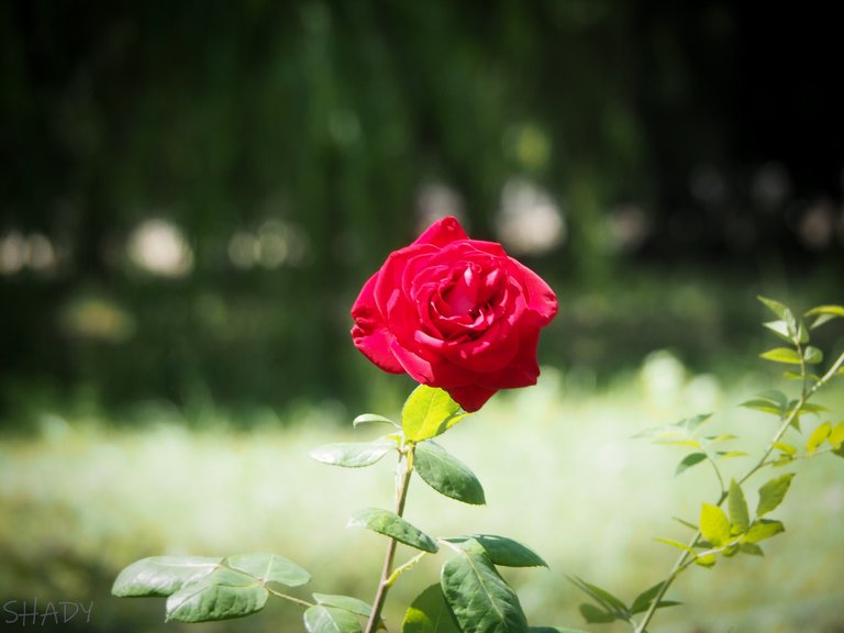 прекрасна червона троянда 3.jpg