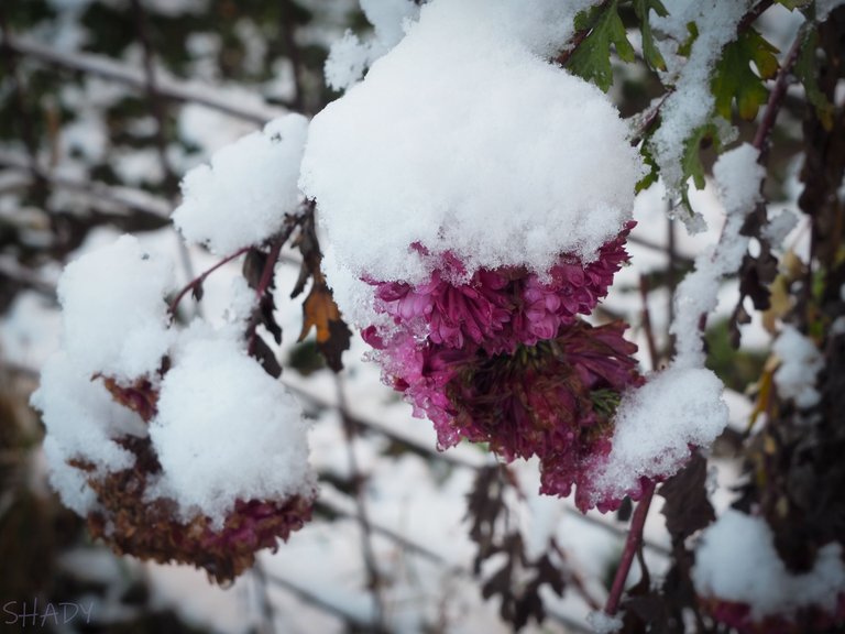 хризантема під снігом 1.JPG