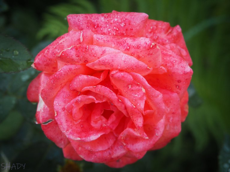 троянда після дощу 5.JPG