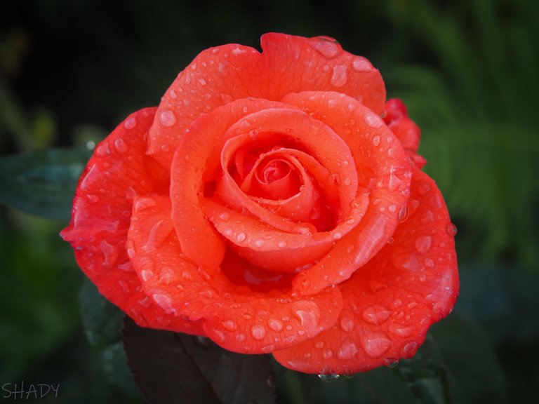 троянда після дощу 4.JPG