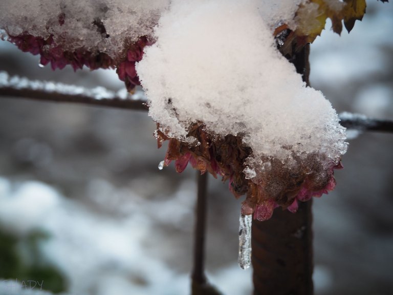 хризантема під снігом 6.JPG