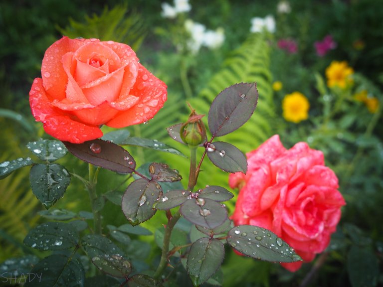 троянда після дощу 3.JPG