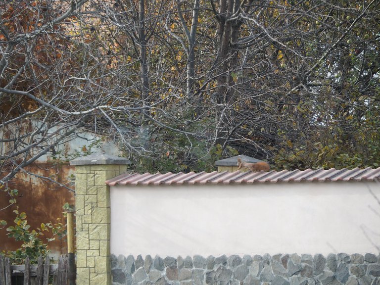 PA284598.JPG