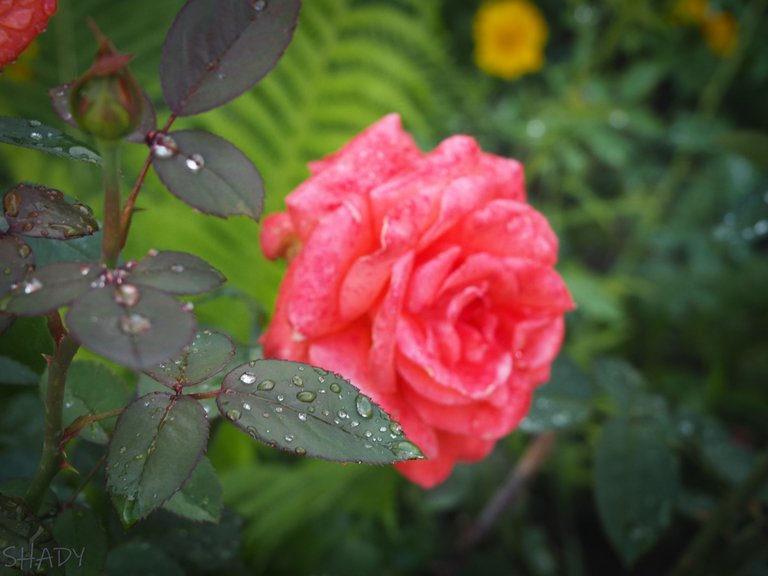 троянда після дощу 2.JPG