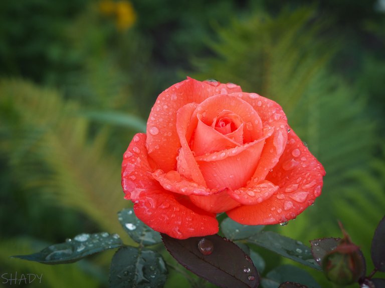 троянда після дощу 1.JPG
