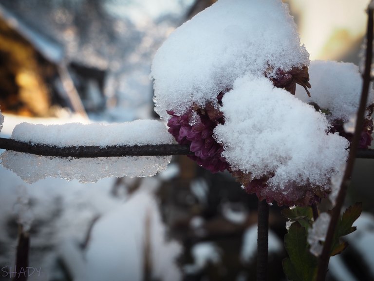 хризантема під снігом 2.JPG