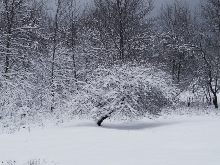 winter trees 1.jpg