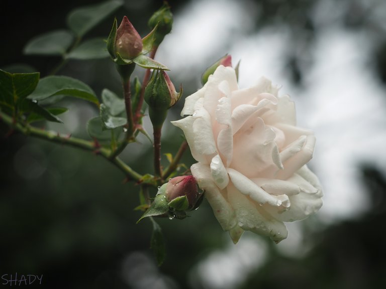 біла троянда 3.jpg