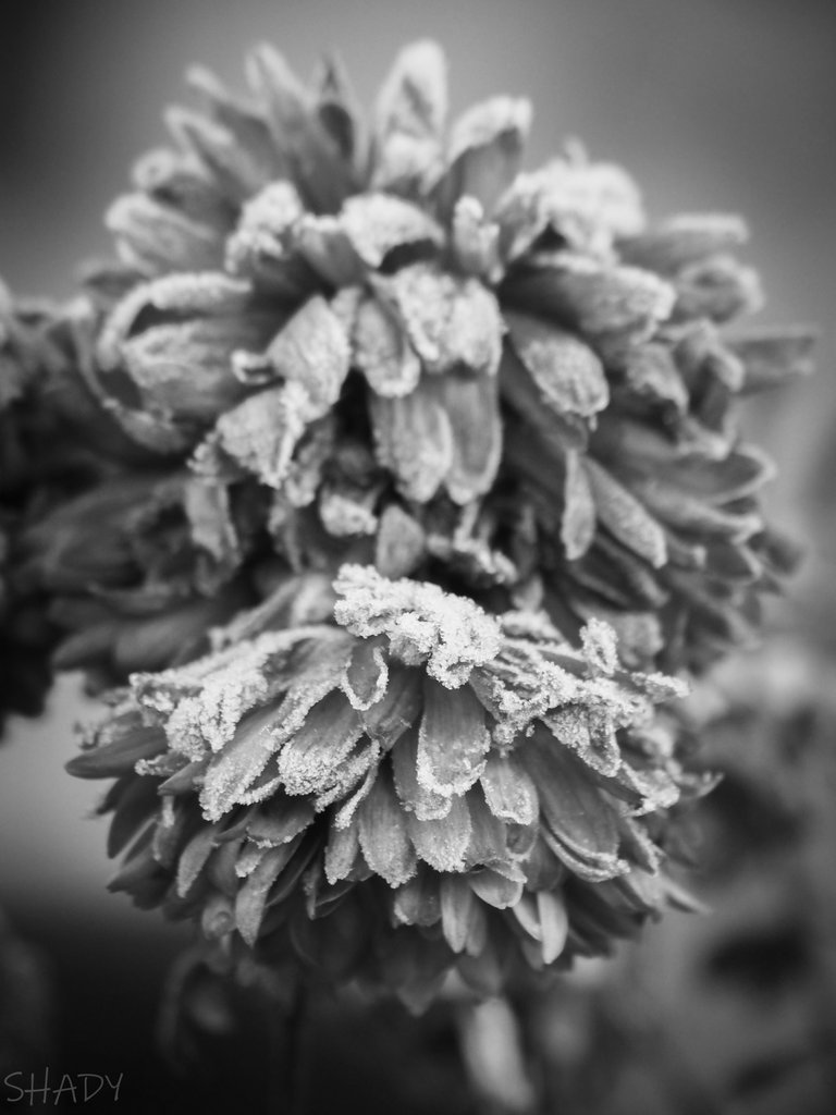 чорнобіла хризантема 1.jpg