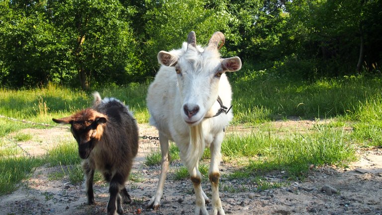 коза та козеня 4.jpg