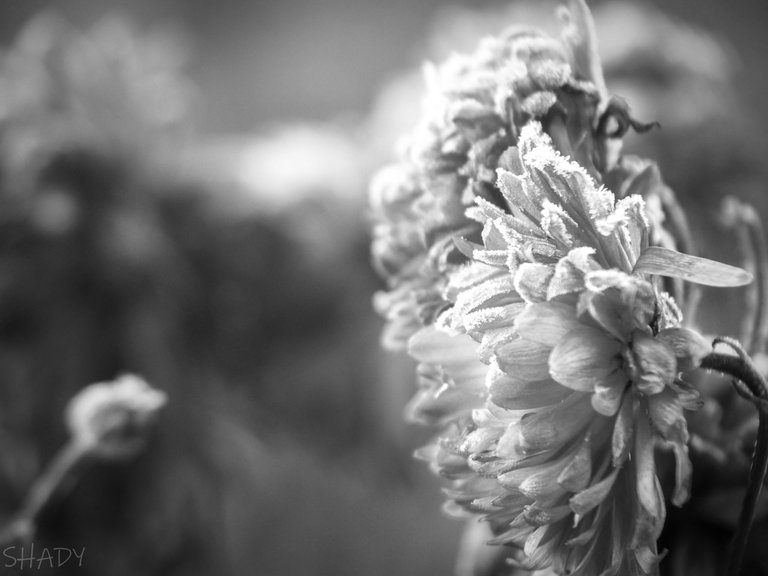 чорнобіла хризантема 4.jpg