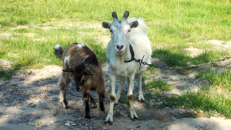 коза та козеня 2.jpg