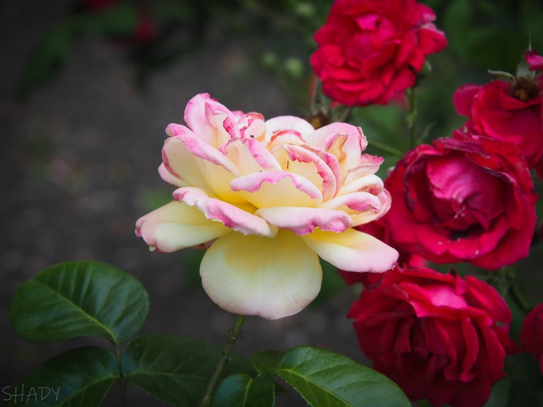 красиві троянди 2.jpg
