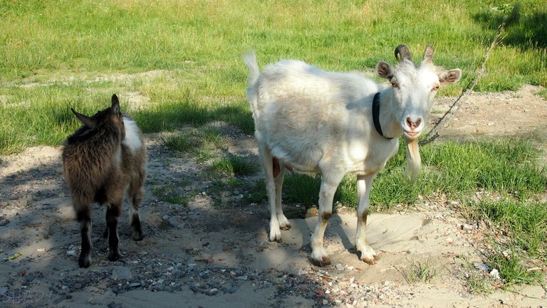 коза та козеня 3.jpg