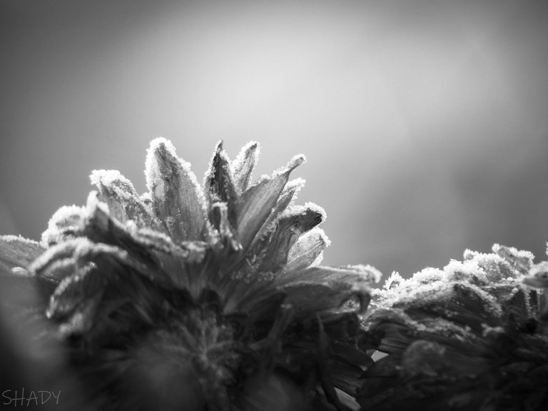 чорнобіла хризантема 3.jpg