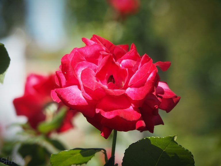 прекрасна червона троянда 1.jpg