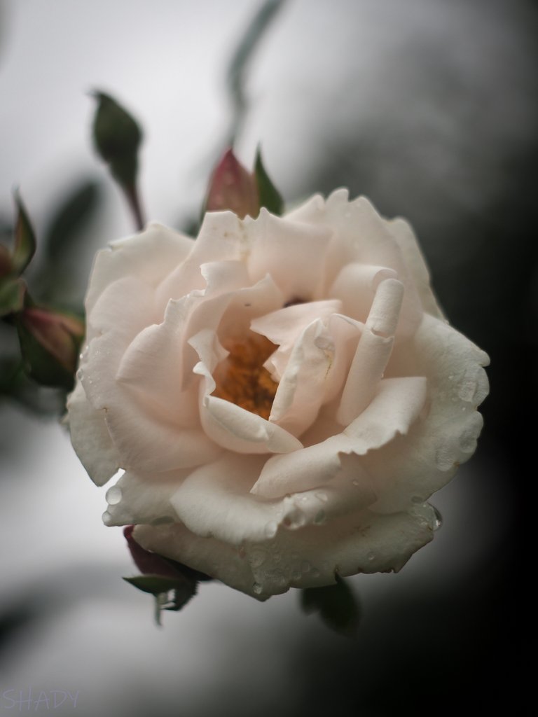 біла троянда_.jpg
