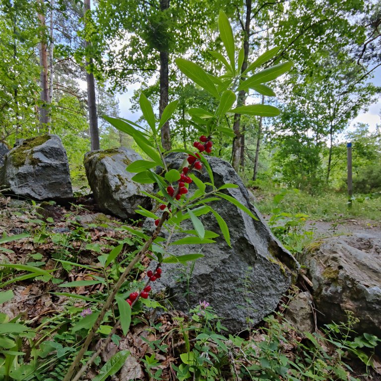 Photo taken by Shahzad Ansari through Oneplus 9 Pro