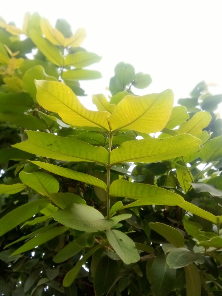 IMG_20250817_065640.jpg