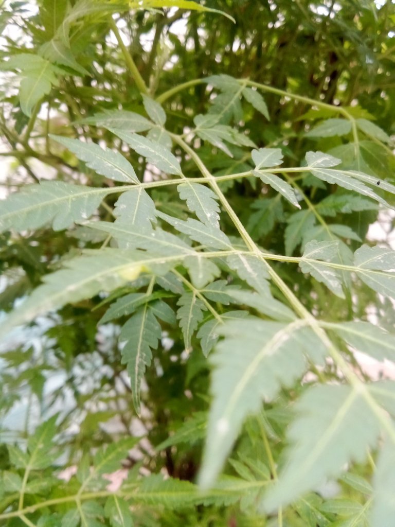 IMG_20250817_065953.jpg