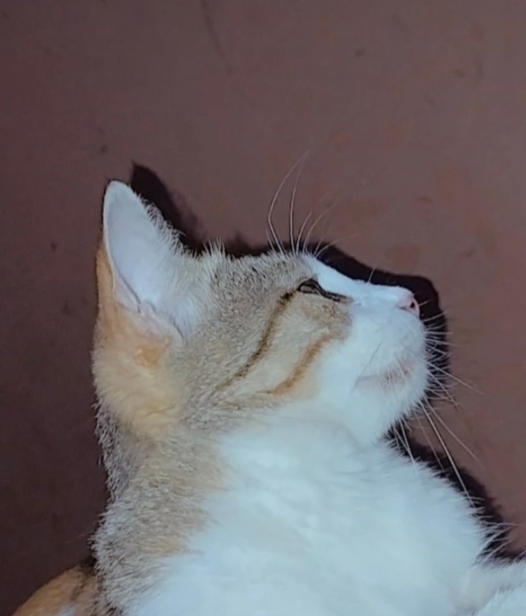 A6D91B2F-FBB6-4D5A-BD46-1697DFDE2F5F.jpeg
