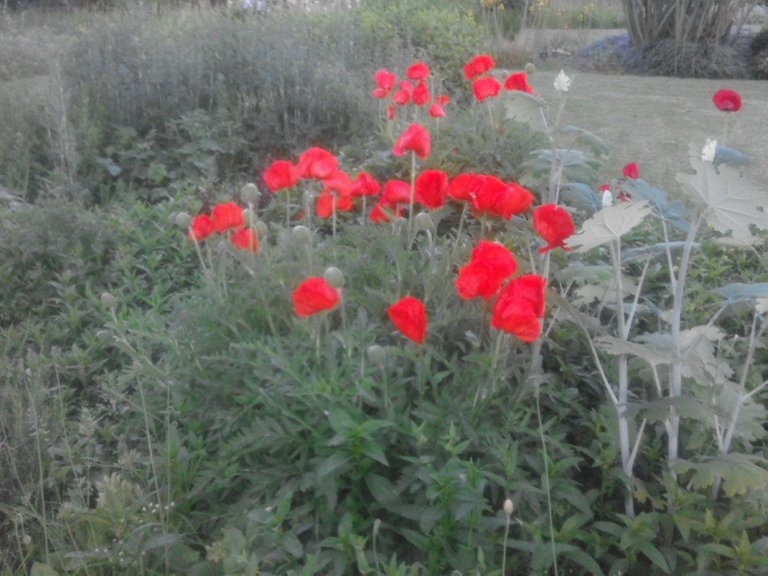 poppies.jpg