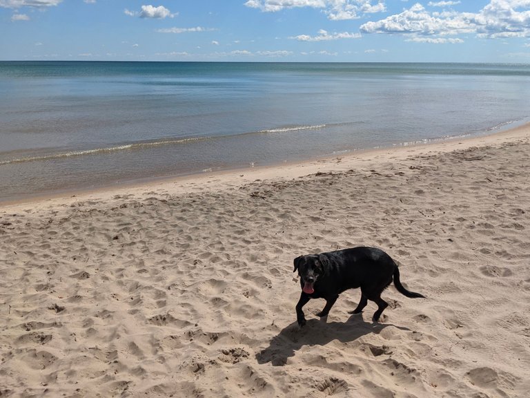 Stella T. Dog on the beach this past summer (2021)