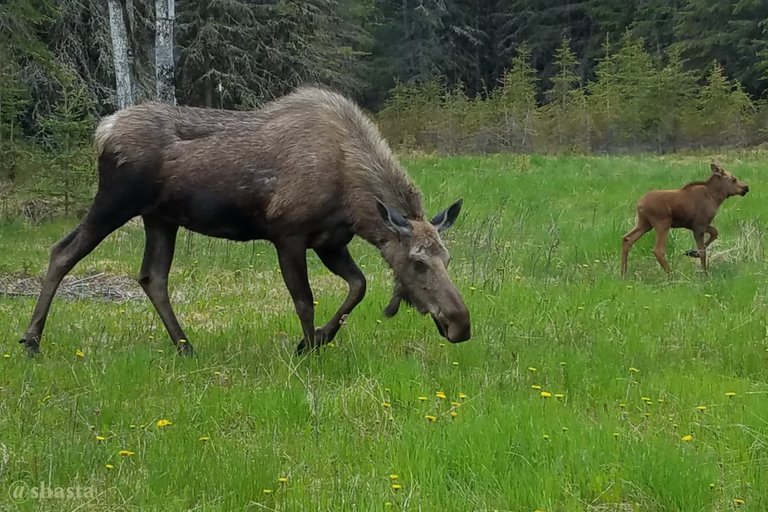 shasta2023july6th47moose1io.jpg