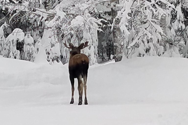 shasta2023jan1st47moose2io.jpg