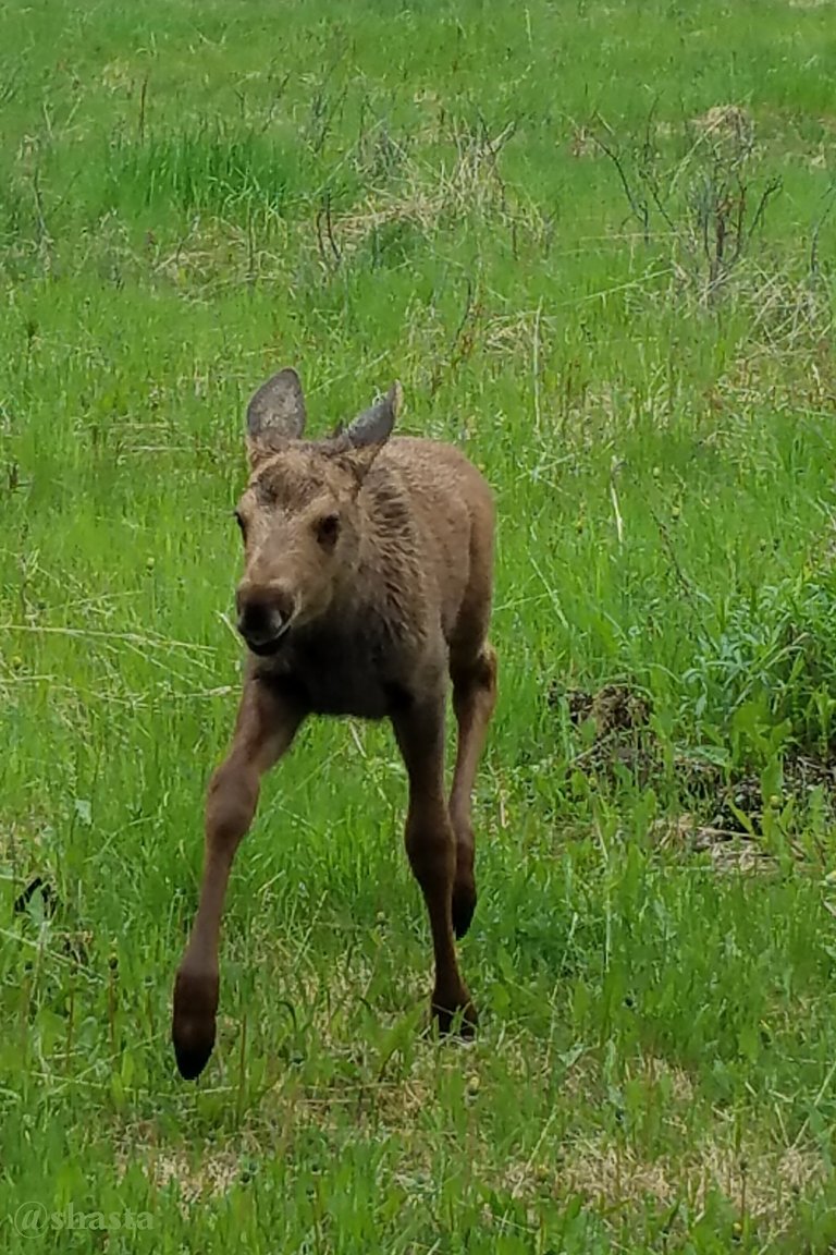 shasta2023july6th47moose3io.jpg