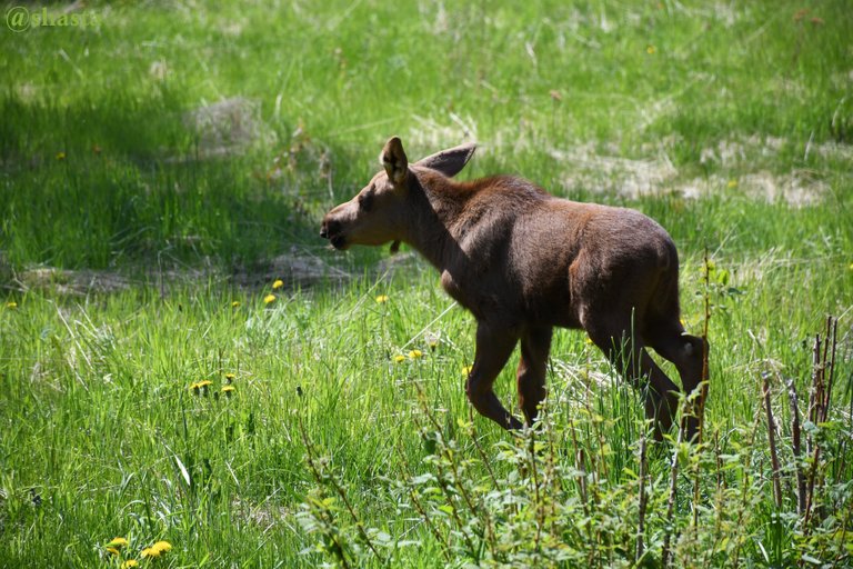 shasta2022sept9th47moose3io.jpg