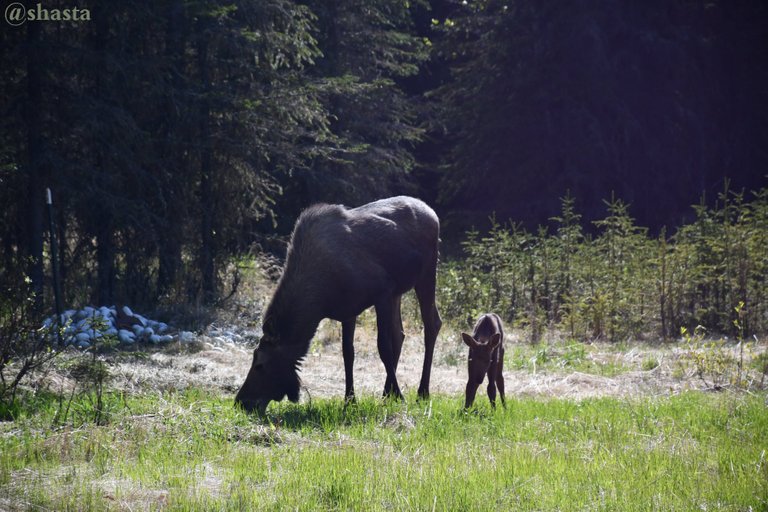 shasta2022may21st47moose2io.jpg