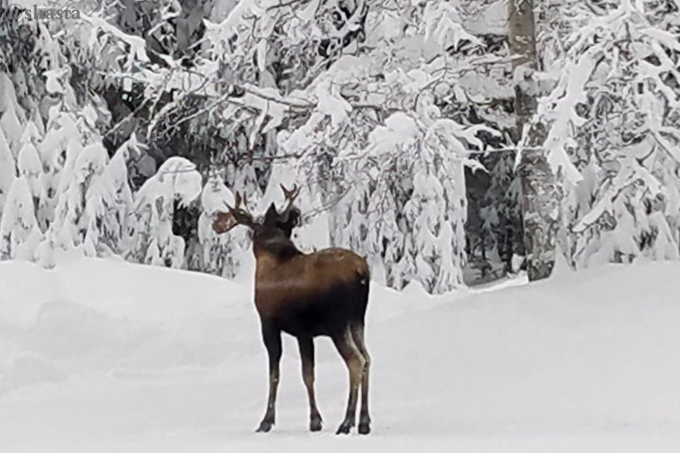 shasta2023jan1st47moose1io.jpg