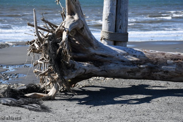 shasta2021aug30th47driftwood3io.jpg