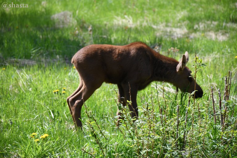 shasta2022sept9th47moose1io.jpg