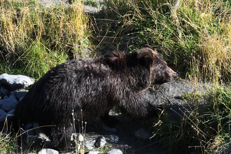 shasta2023july13th47bear2io.jpg