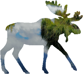 shasta2021sept20th47mymoose804io.png