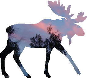 shasta2022nov6th47mymoose804io.png