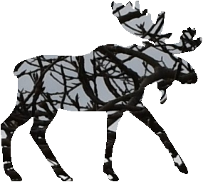shasta2021sept24th47mymoose804io.png