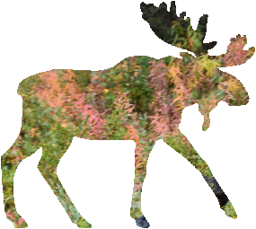 shasta2022oct23rd47mymoose804io.png