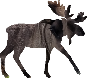 shasta2022aug15th47mymoose804io.png